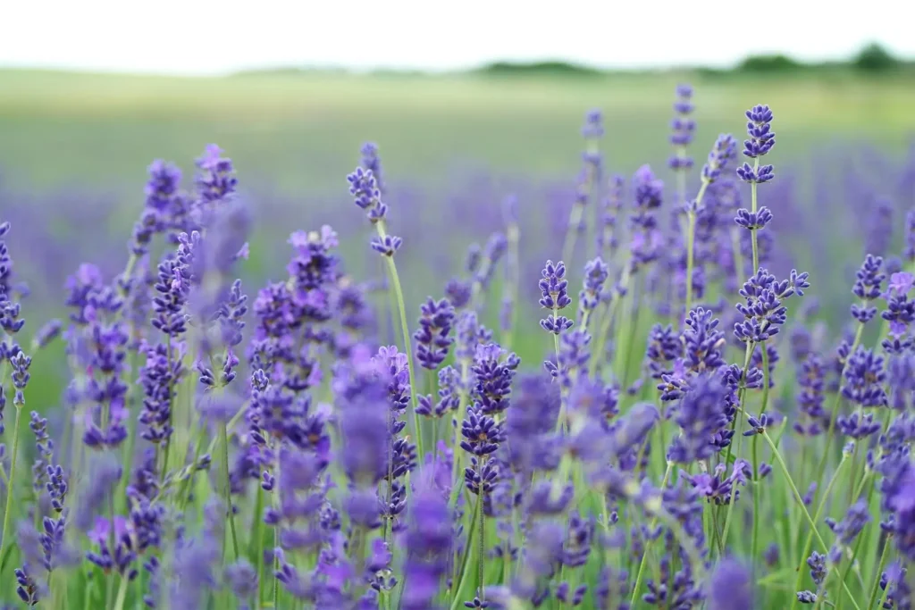 Bottle of lavender essential oil surrounded by fresh lavender flowers on a wooden table.