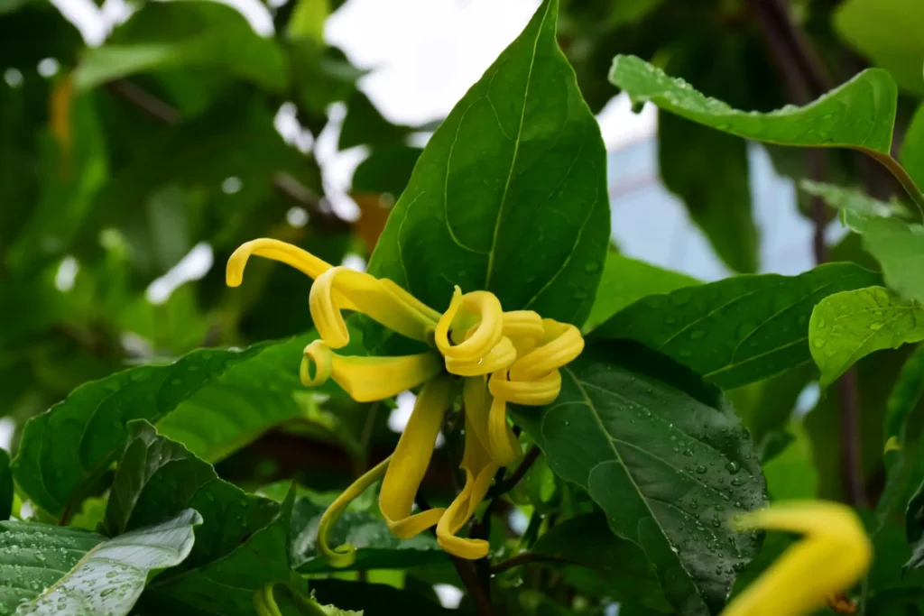 Ylang ylang flower with fresh green leaves, glistening with morning dew.